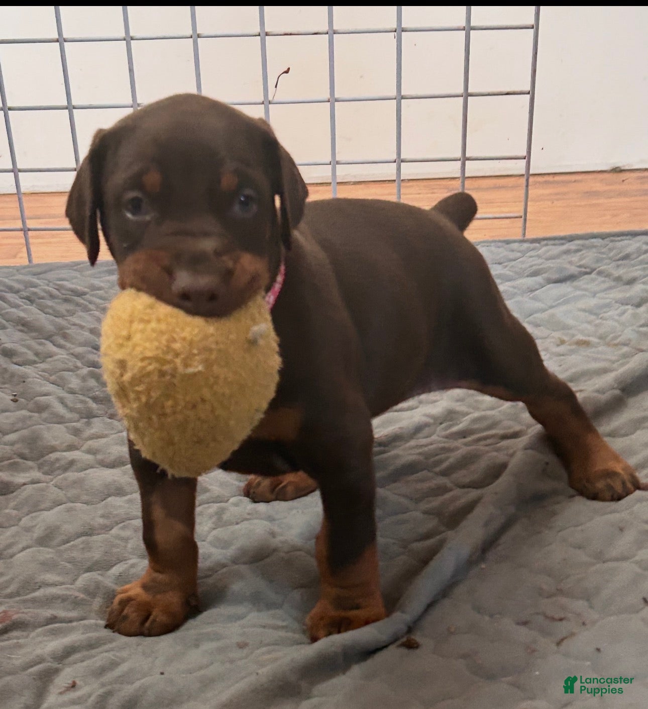 Doberman Pinscher dogs Doberman Pinscher Puppy 8 - Ad 42