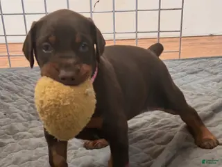 Doberman Pinscher dogs Doberman Pinscher Puppy 8 - Ad 34