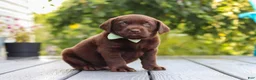 Labrador Retriever dogs for sale: Echo - Ad 3