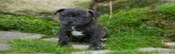 Staffordshire Bull Terrier dogs for sale: Melody 🎀 - Ad 9