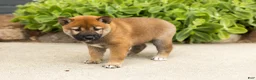 Shiba Inu dogs for sale: Trevor  - Ad 4