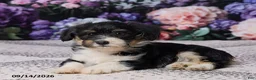 Corgipoo dogs for sale: Donna - Ad 4