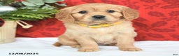 Miniature Golden Retriever dogs for sale: Joy - Ad 2