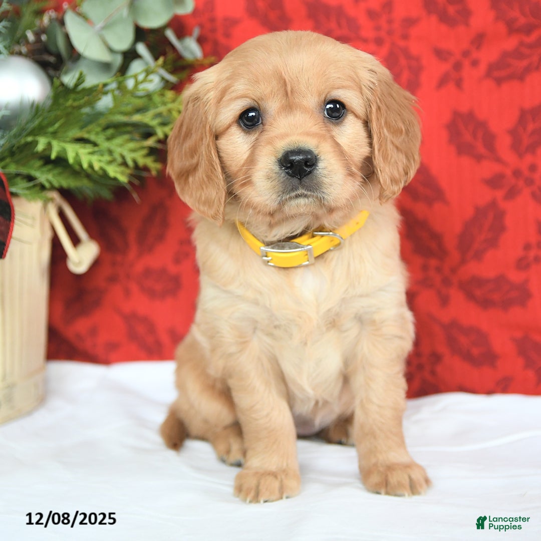 Miniature Golden Retriever dogs for sale: Joy - Ad 2