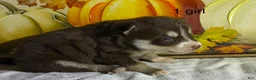 Pomsky dogs for sale: Pomsky 2 - Ad 2