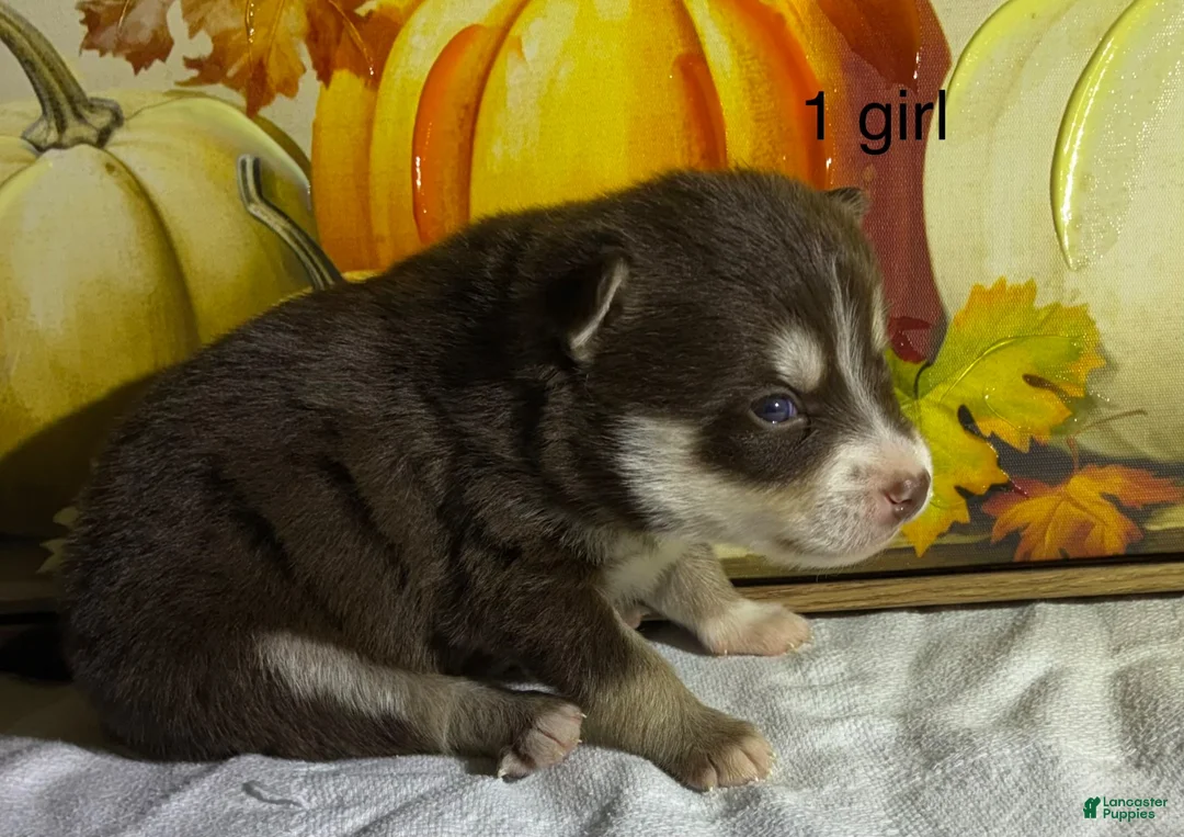 Pomsky dogs for sale: Pomsky 2 - Ad 2