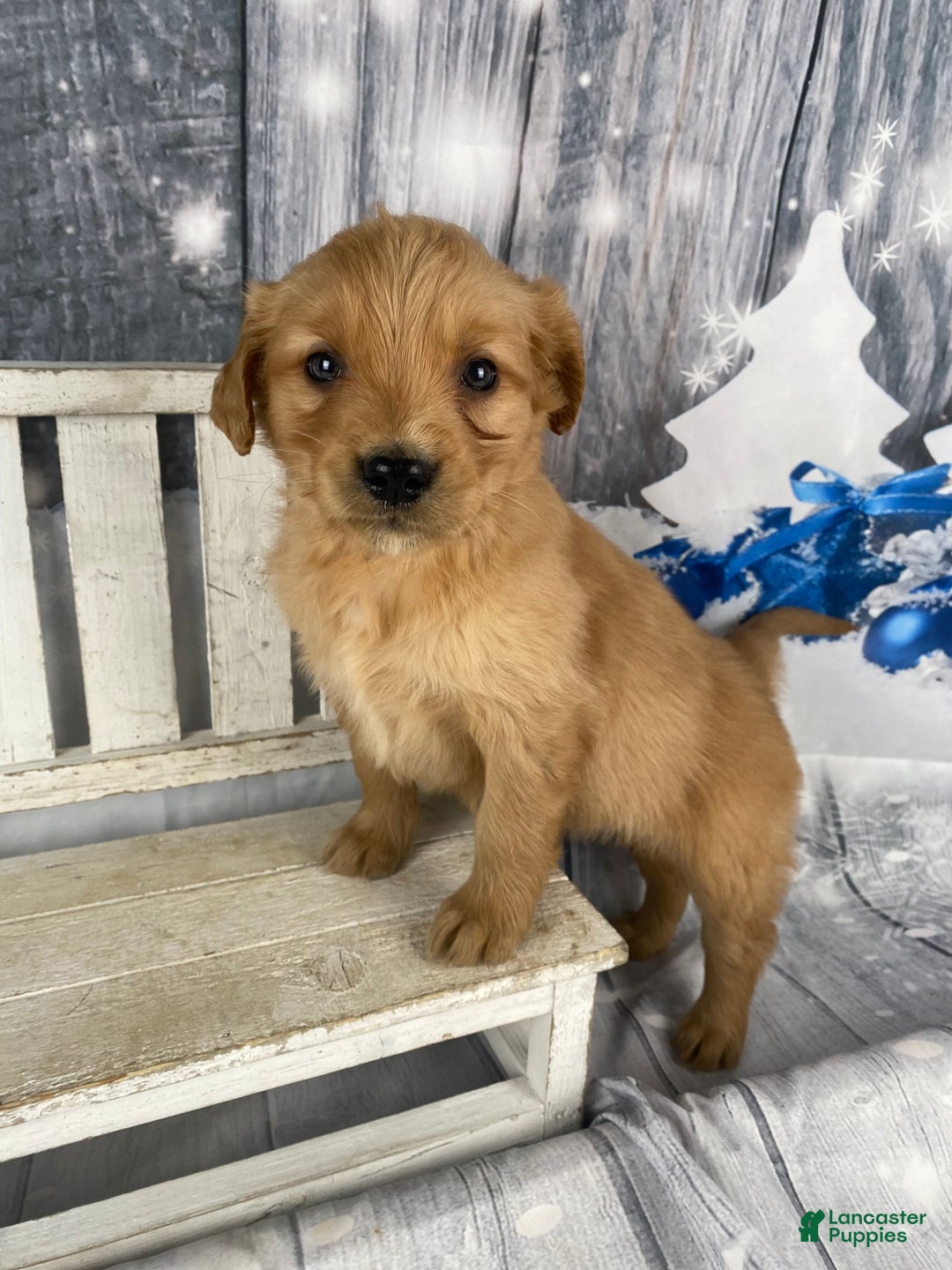 Golden Retriever dogs for sale: Suzy - Ad 4