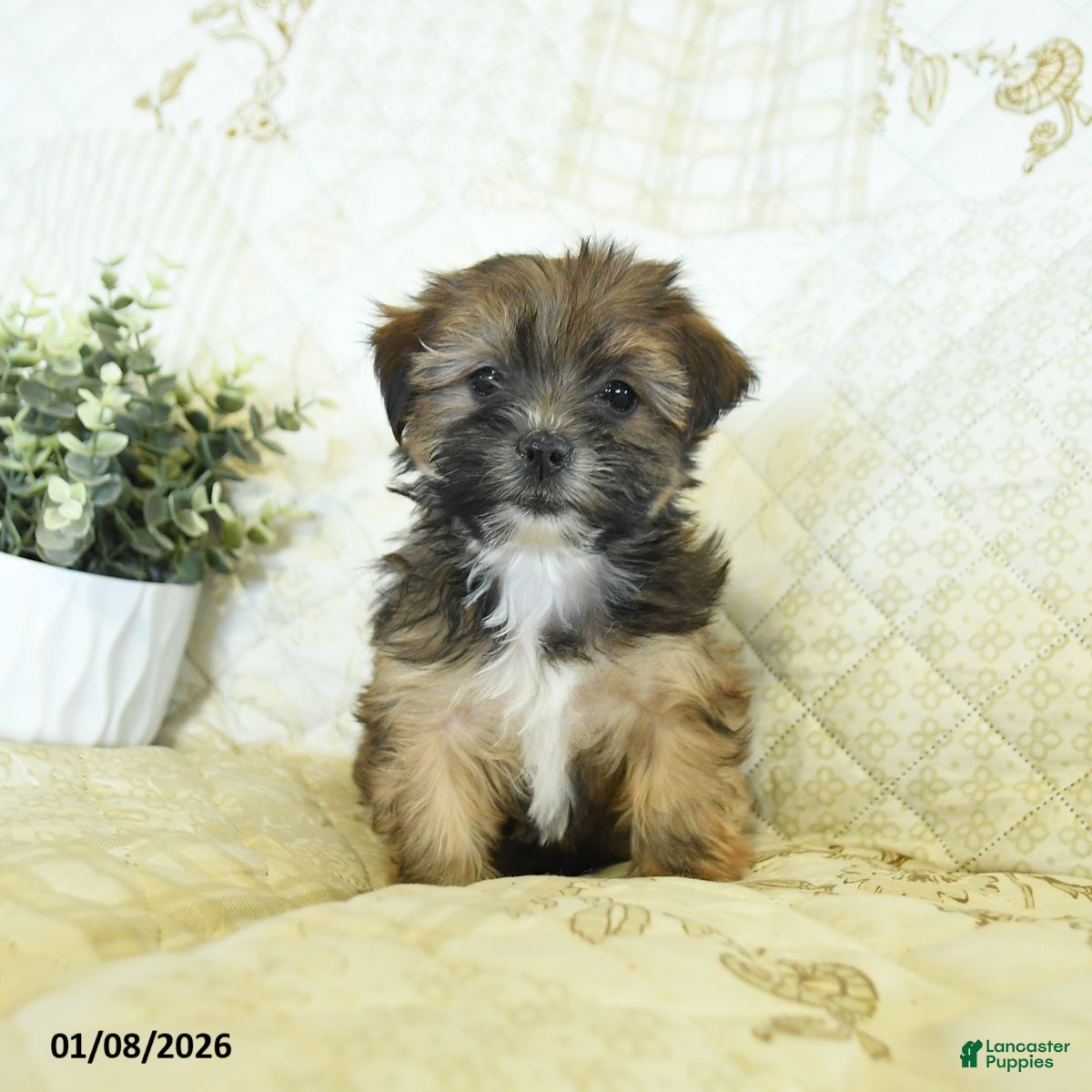 Shorkie dogs Kandy  - Ad 25