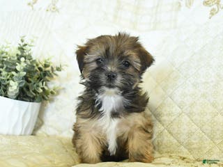 Shorkie dogs Kandy - Ad 25