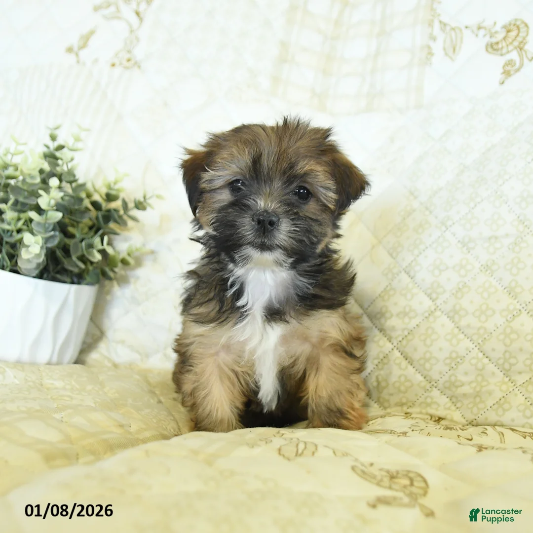 Shorkie dogs for sale: Kandy  - Ad 1