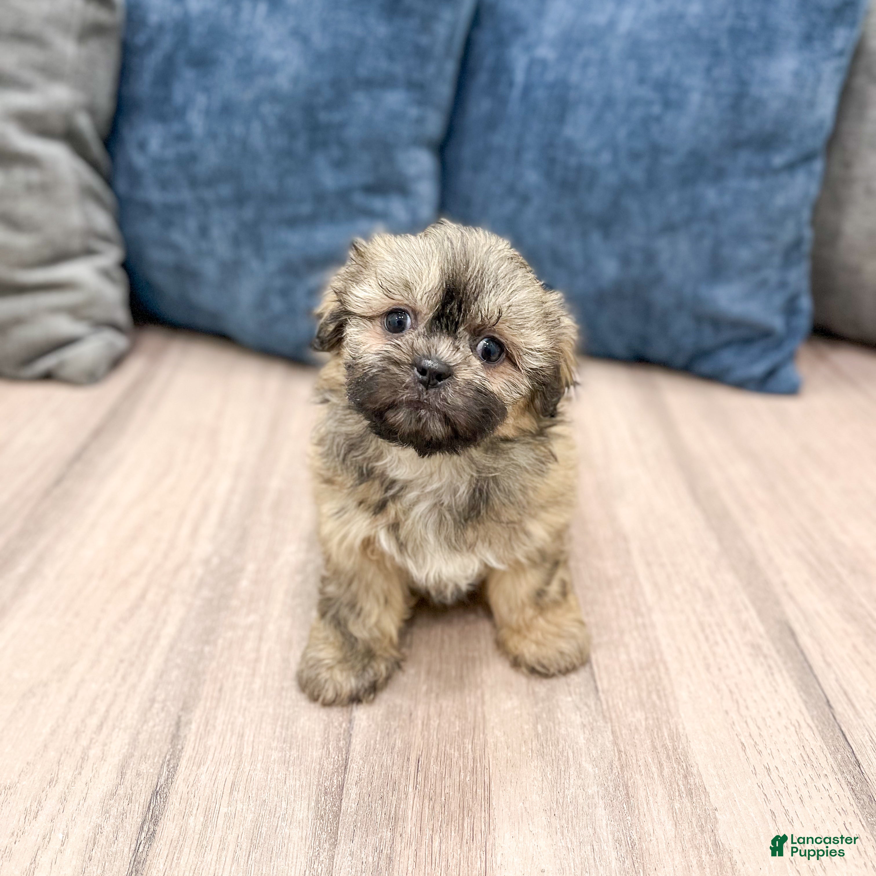 Teddy Bear dogs Willow - Ad 2