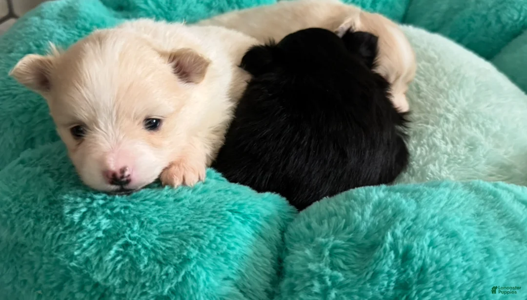 Pomeranian dogs for sale: Teddy - Ad 2