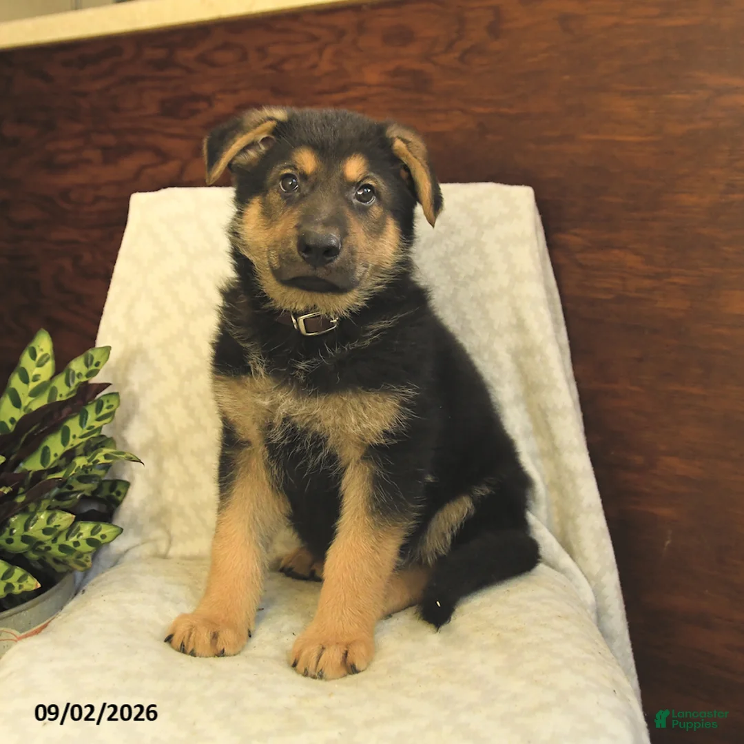 German Shepherd dogs for sale: Moose - Ad 1
