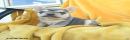 French Bulldog dogs for sale: Fergus - Ad 2
