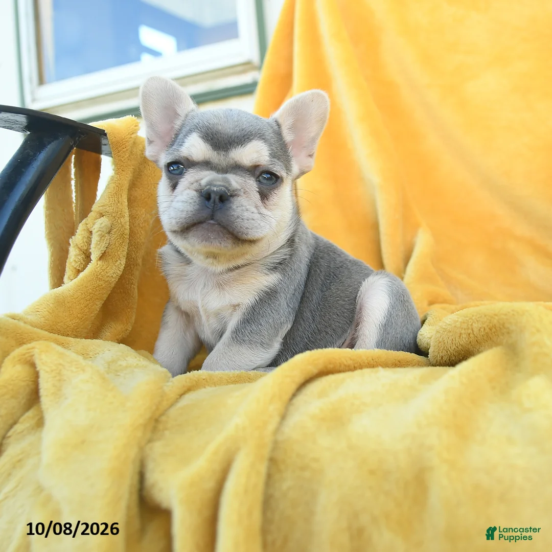 French Bulldog dogs for sale: Fergus - Ad 2