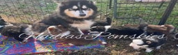 Pomsky dogs for sale: Pomsky Puppy 1 - Ad 4