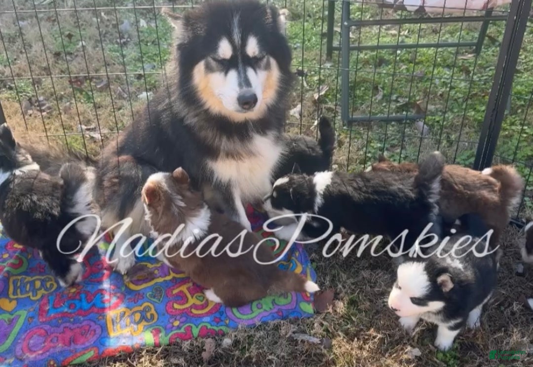 Pomsky dogs for sale: Pomsky Puppy 1 - Ad 4