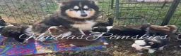 Pomsky dogs for sale: Pomsky Girl Gray/Black/White - Ad 9