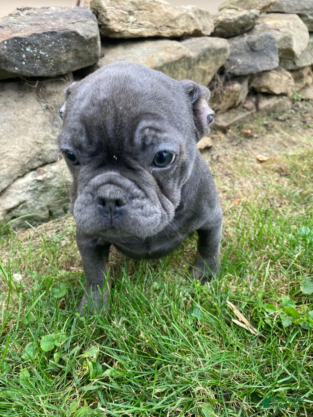 French Bulldog dogs for sale: Mork - Ad 12