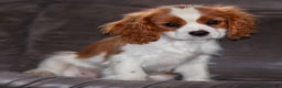Cavalier King Charles Spaniel dogs for sale: Cash - Ad 4