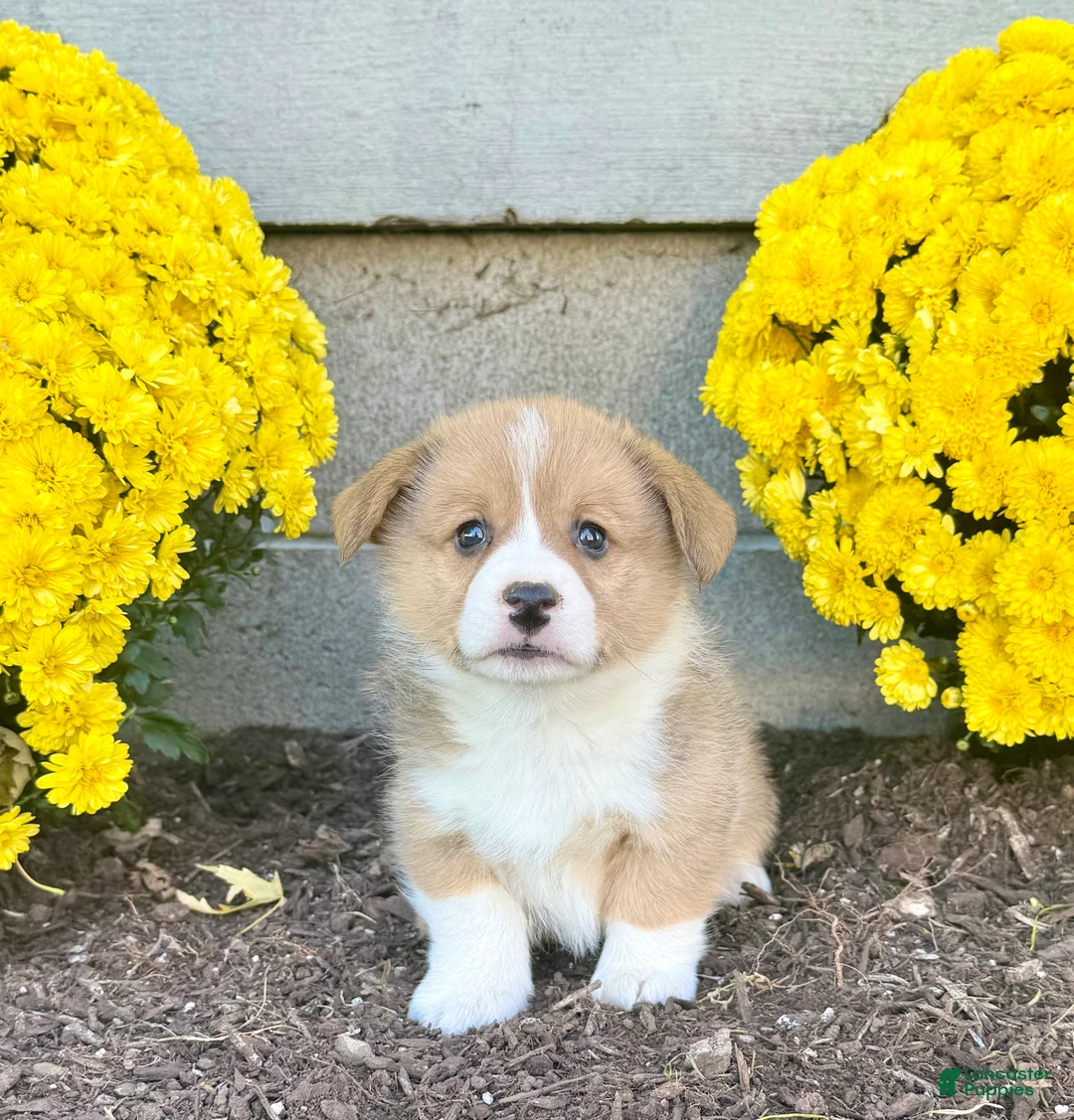 Welsh Corgi Pembroke dogs for sale: Snickers - Ad 2