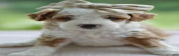 Mini Goldendoodle dogs for sale: February - Ad 6