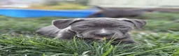 American Bully dogs for sale: Sugar - Ad 6