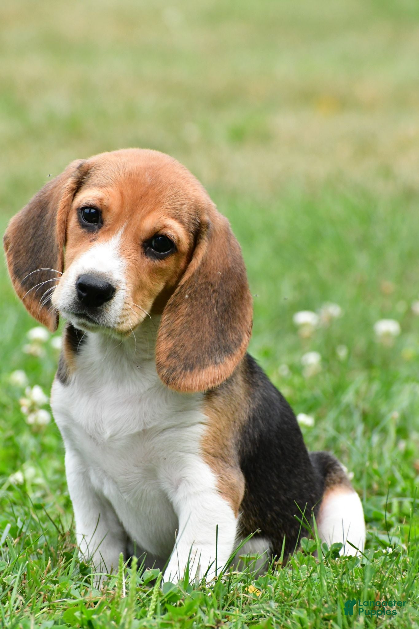 Beagle dogs Polly - Ad 2