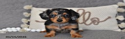 Miniature Dachshund dogs for sale: Lily - Ad 3