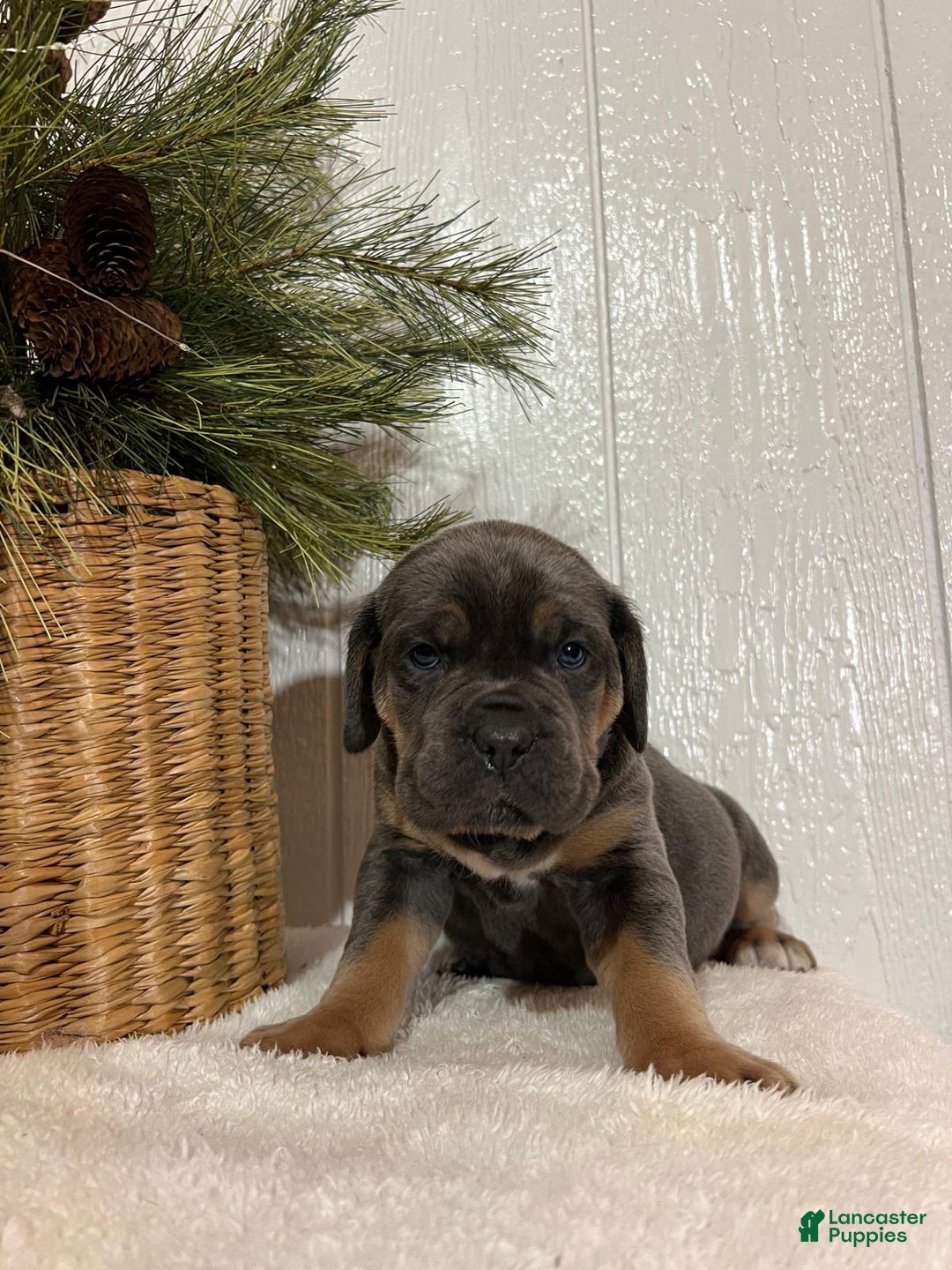 Cane Corso dogs for sale: Ella - Ad 1