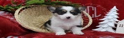 Welsh Corgi Pembroke dogs for sale: Bubbles - Ad 1