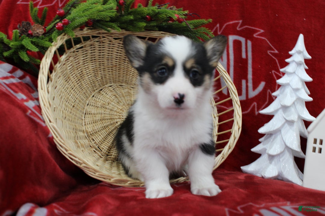 Welsh Corgi Pembroke dogs for sale: Bubbles - Ad 1