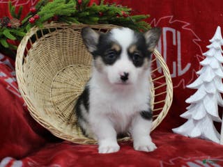 Welsh Corgi Pembroke dogs Bubbles - Ad 27