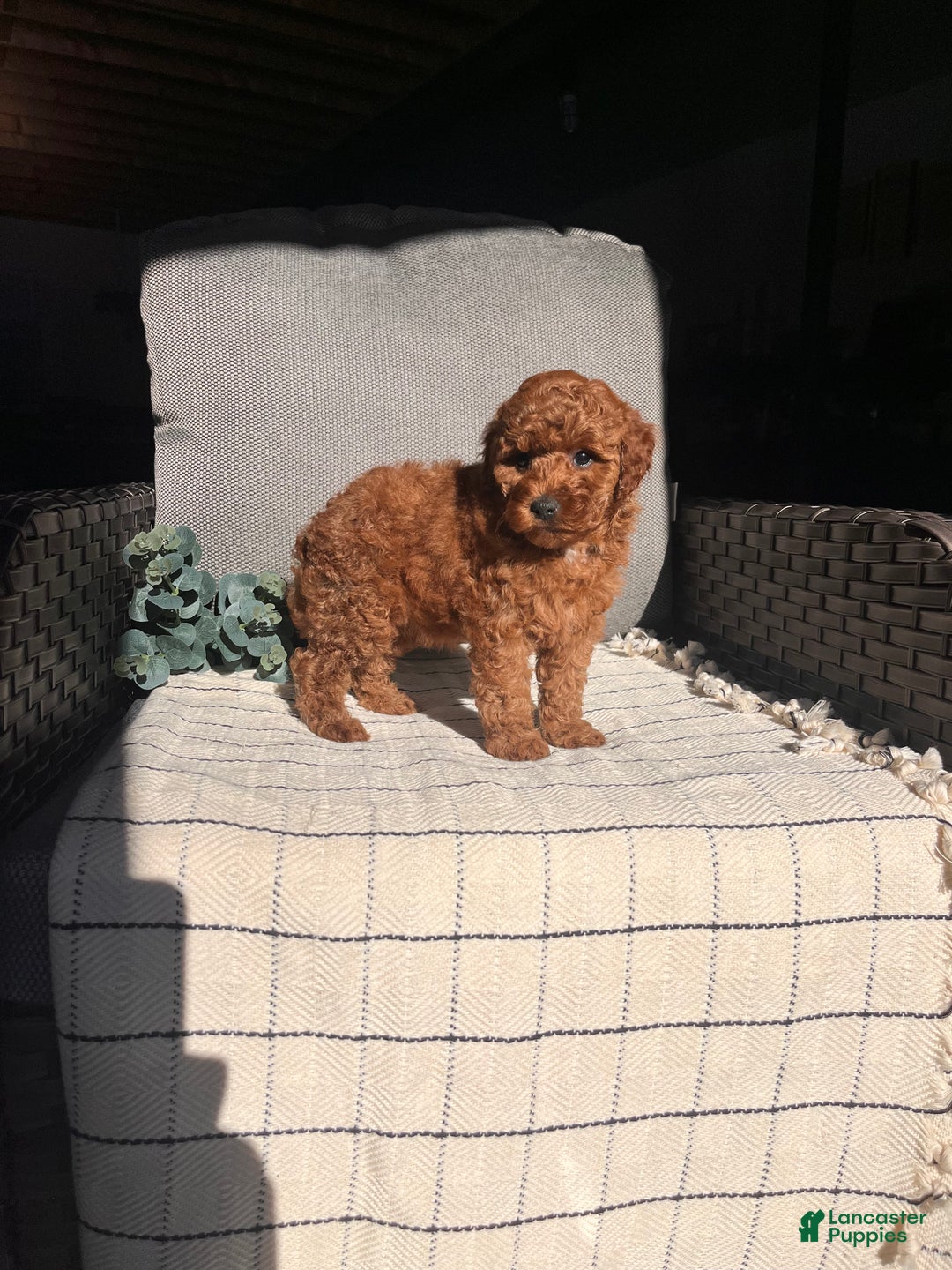 Miniature Poodle dogs for sale: Sweet Anna ❤️🐾Akc Genetic Tested Parents❤️🐾Call 717-529-1907 - Ad 4