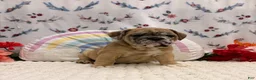 English Bulldog dogs for sale: Molly - Ad 2
