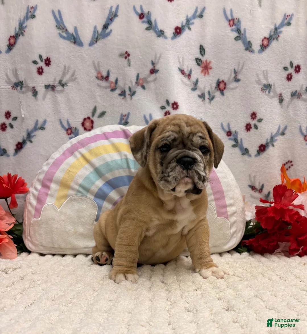 English Bulldog dogs for sale: Molly - Ad 2