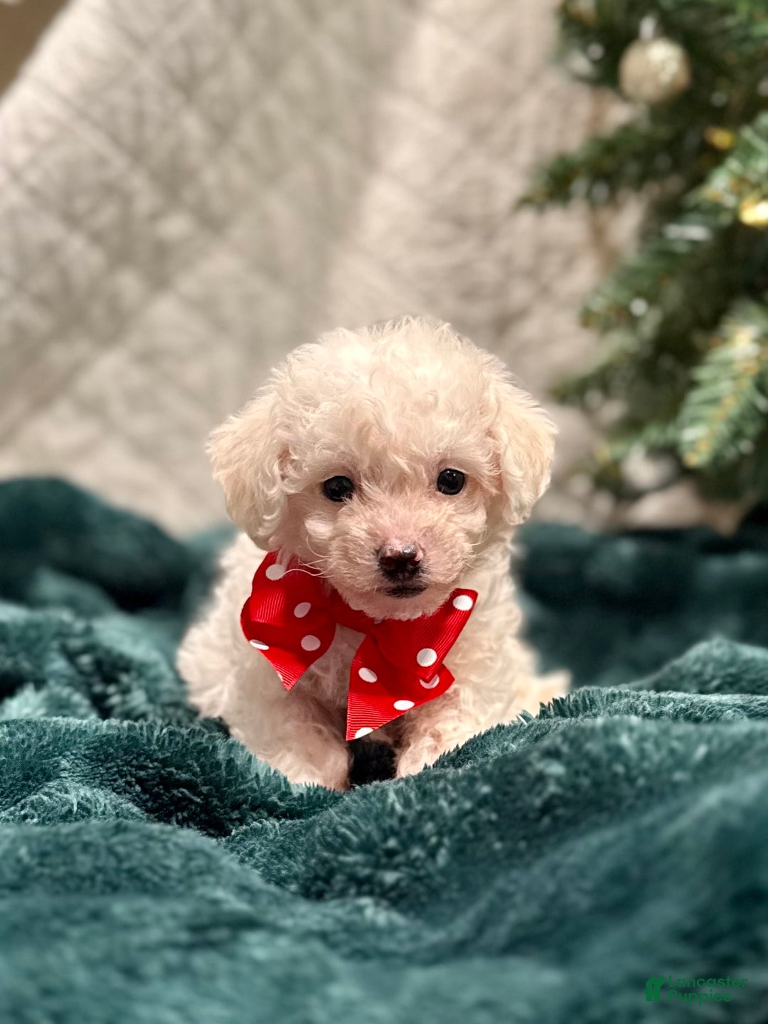 Bichon Frise dogs for sale: Cody ACA - Ad 5