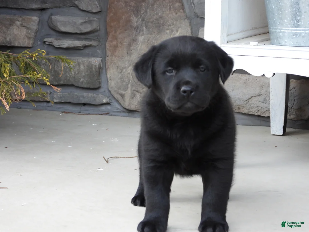 Labrador Retriever dogs for sale: Labrador Retriever Puppy 3 - Ad 7