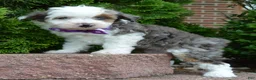 Mini Aussiedoodle dogs for sale: Mini Aspen - Ad 4