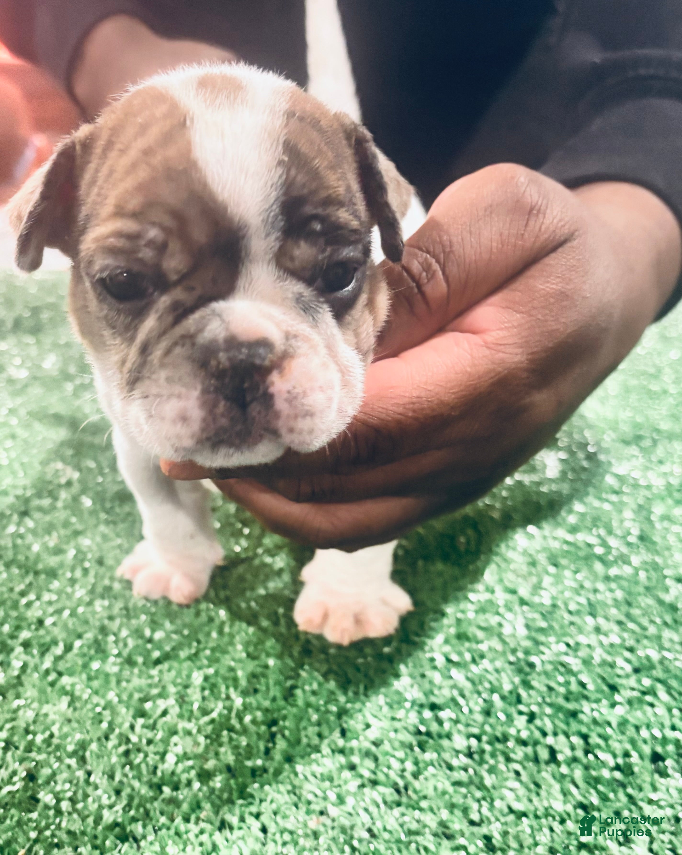 American Bully dogs American Bully Puppy 5 - Ad 16