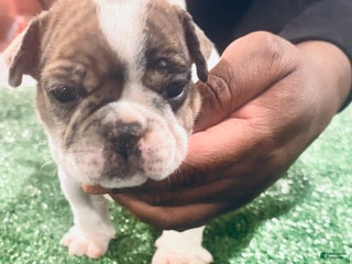 American Bully dogs American Bully Puppy 5 - Ad 16