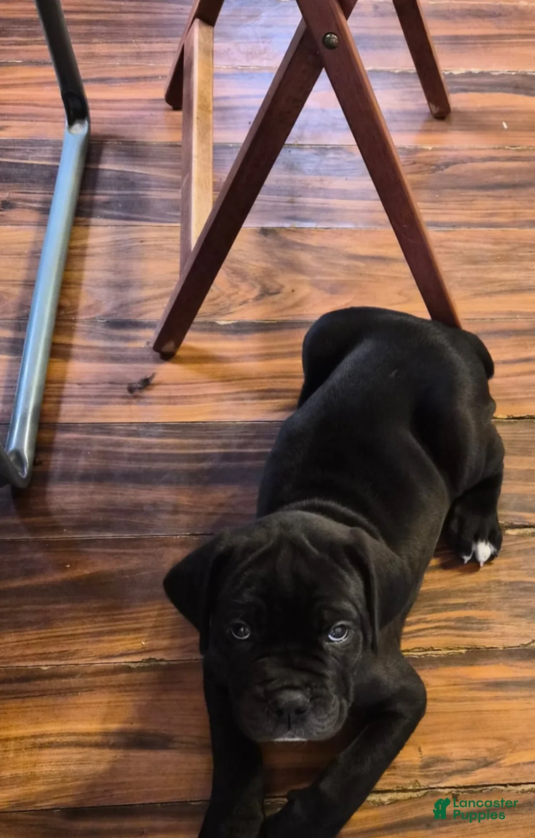 Cane Corso dogs for sale: Cane Corso Puppy 1 - Ad 2