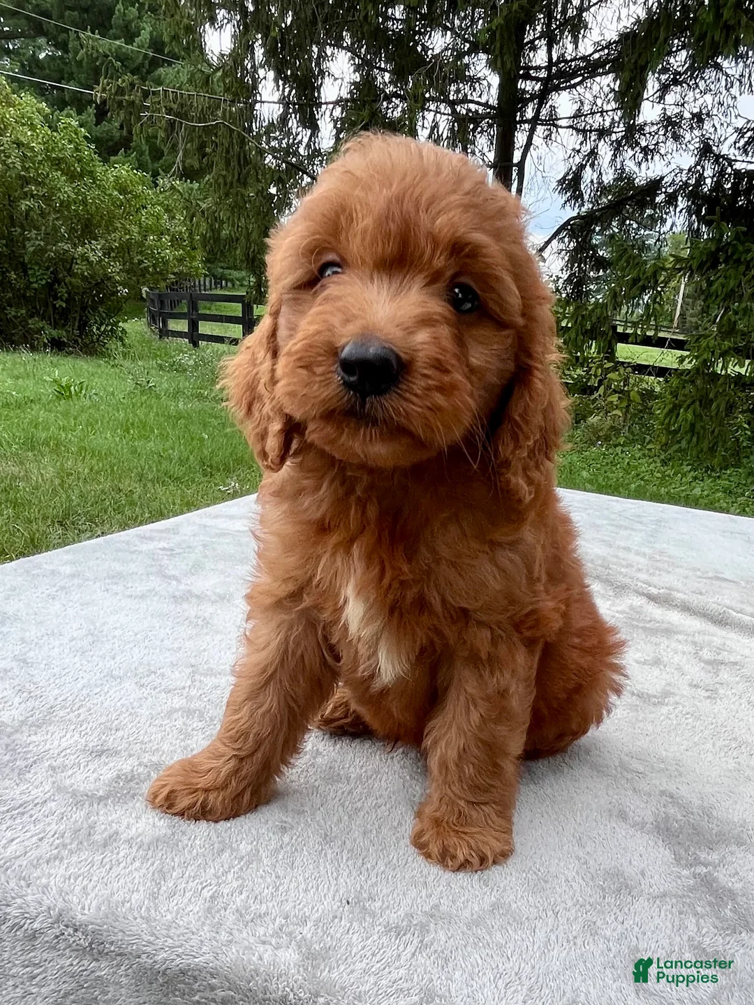 Goldendoodle dogs for sale: Hugo medium sized - Ad 1