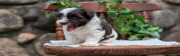 Havanese dogs for sale: Namor - Ad 3