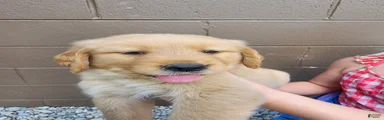AKC Winston