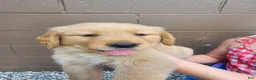 Golden Retriever dogs for sale: AKC Winston - Ad 1