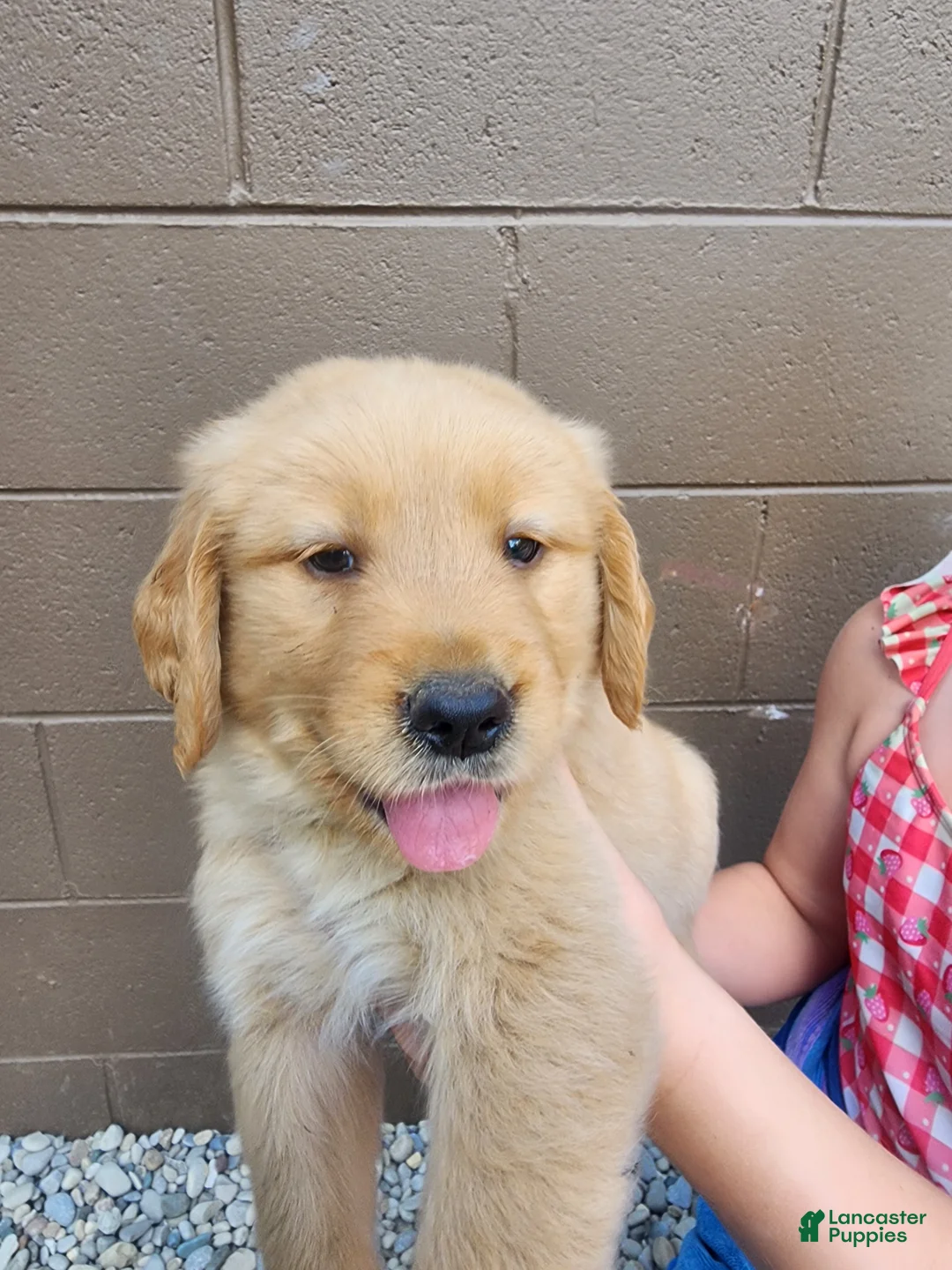 Golden Retriever dogs for sale: AKC Winston - Ad 1