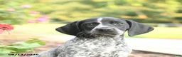 German Shorthaired Pointer dogs for sale: Anna - Ad 4