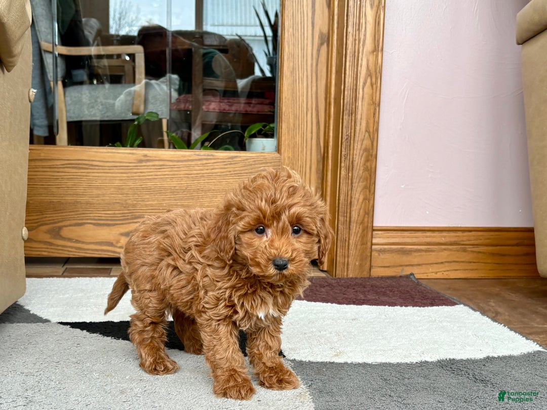 Cavapoo dogs for sale: Cavapoo female Puppy 5 - Ad 6