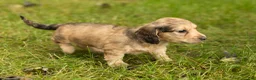 Miniature Dachshund dogs for sale: Sophia  - Ad 2